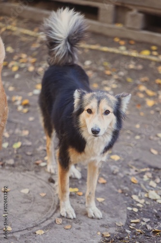 border collie dog