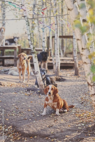 Free ranging dogs