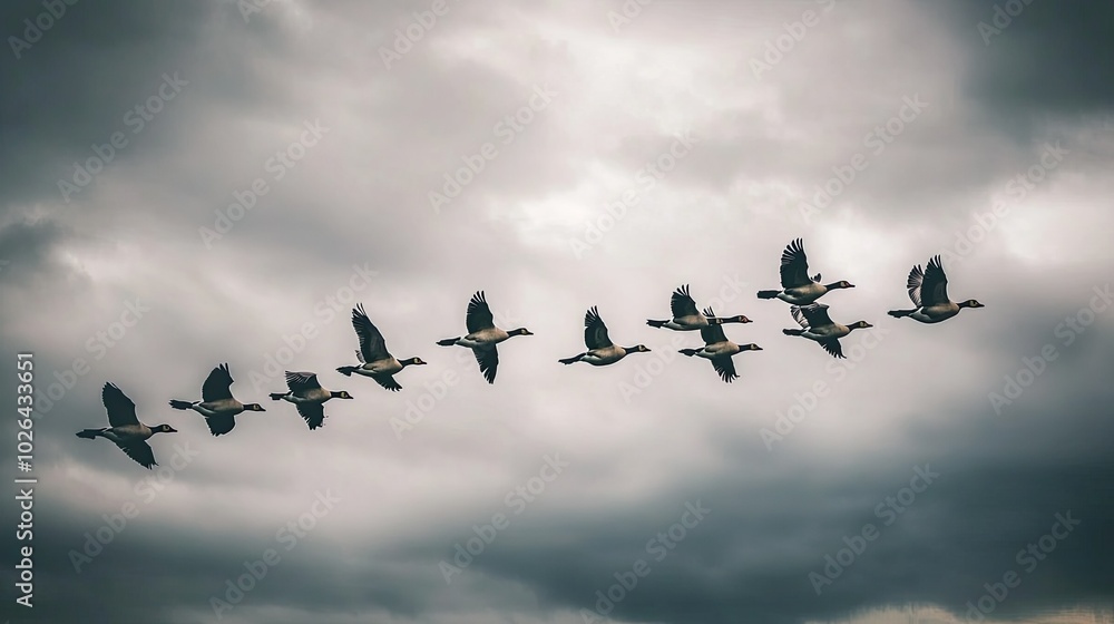 A flock of geese flying in V-formation under a dramatic cloudy sky, symbolizing teamwork and coordination