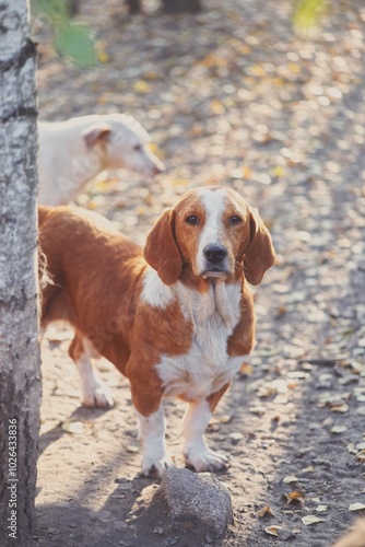 basset hound in the park