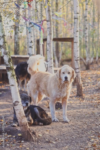 Big guardian dog