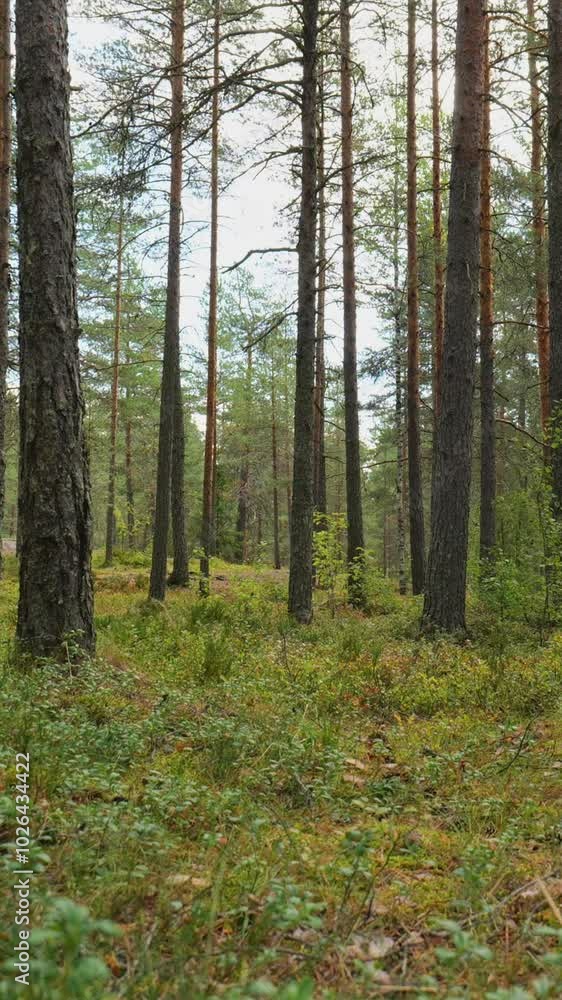 Aerial View of Lush Green Forest and Sunlit Trees in a Serene Nature Landscape
