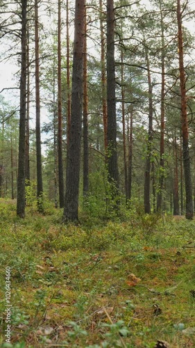 Wallpaper Mural Aerial View of Lush Green Forest and Sunlit Trees in a Serene Nature Landscape Torontodigital.ca
