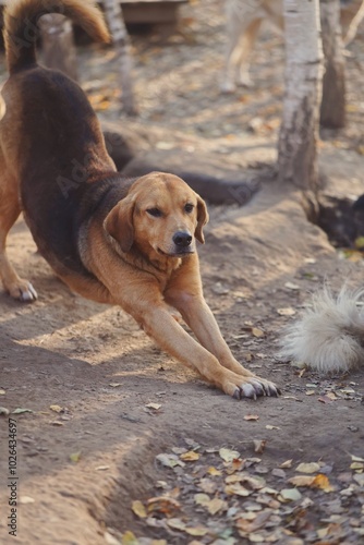 dog on the forest