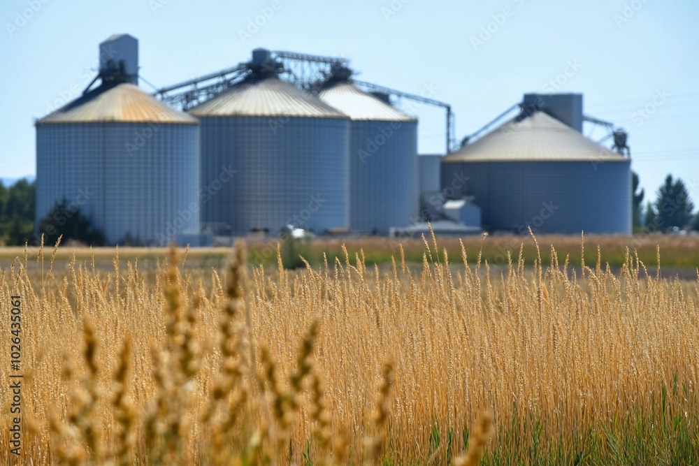 Silos stand behind a golden wheat field under a clear blue sky. Silos stand behind a golden wheat field under a clear blue sky.