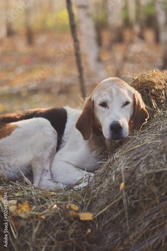 portrait of a old hound
