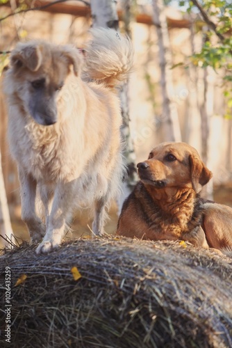 two dogs playing