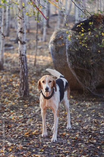 English hound
