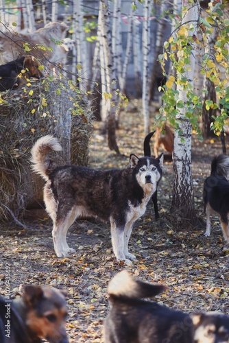 husky dog