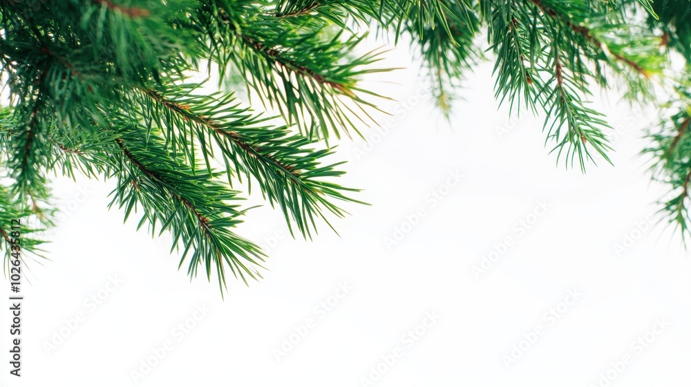 The Green Pine Tree Fronds The Green Pine Tree Fronds