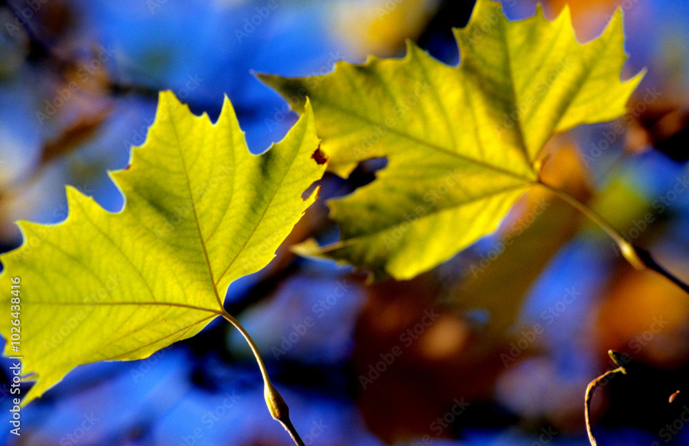 Obraz premium Goldener Herbst