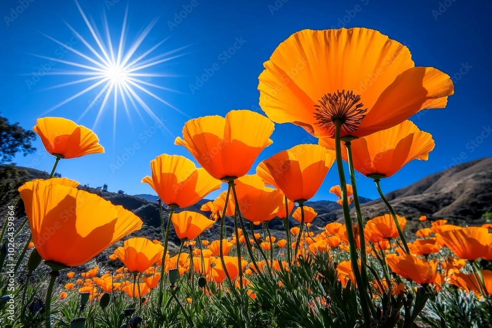 Obraz premium California poppy reserve, with orange flowers spreading across the hills under a bright midday sun, creating a warm, golden landscape