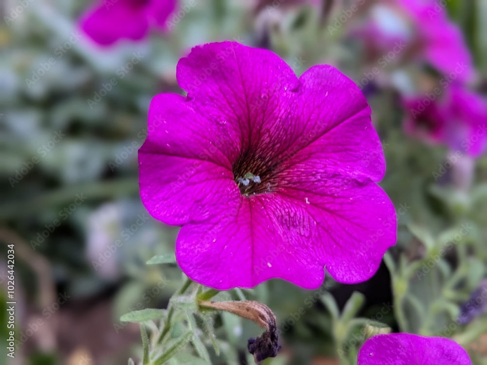 flower in the garden flower in the garden