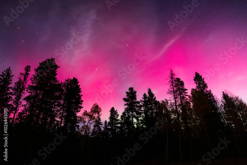 The Northern lights (aurora borealis) over silhouetted pines Colorado, USA