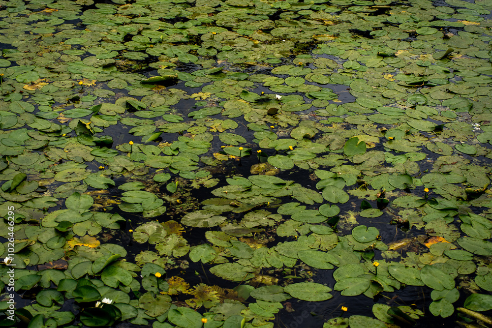 White water lilies among lily pads White water lilies among lily pads
