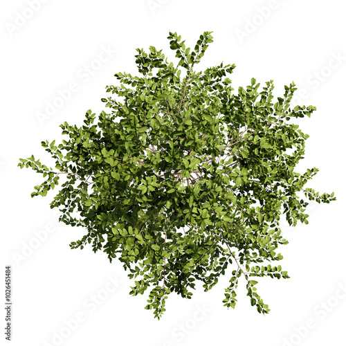 tree top view cut out png 
