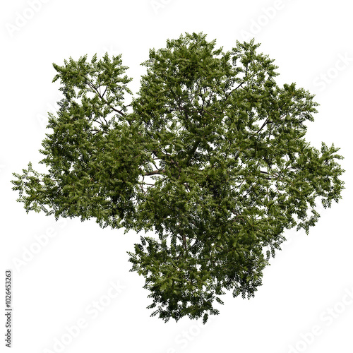 tree top view cut out png 