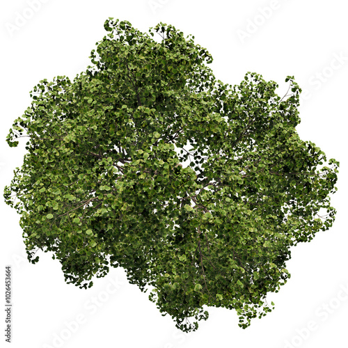 tree top view cut out png 