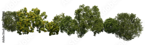 tree top view cut out png 