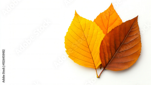 Background group autumn orange leaves