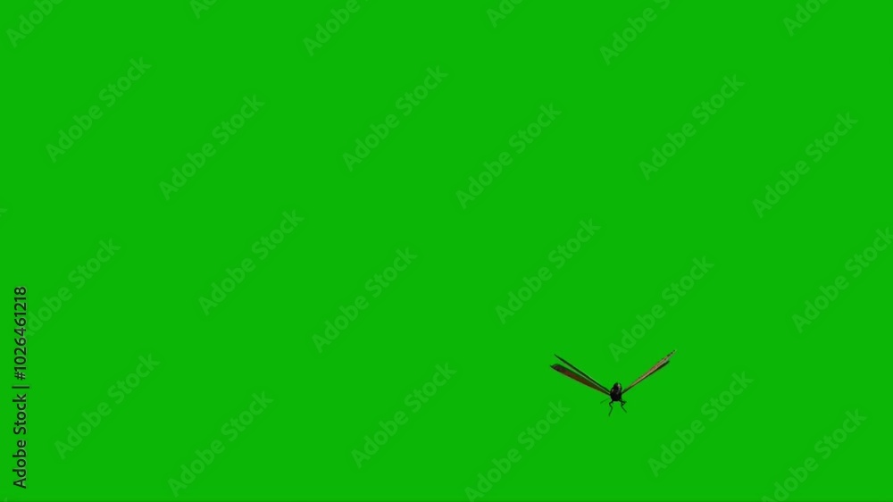 Butterfly Flying On Green Screen 33 Butterfly Flying On Green Screen 33