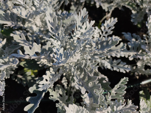 Cineraria maritima, Senecio cineraria, Dusty miller plant background. Cineraria texture. Silver dust in the garden. Selective soft focus, nature concept. Senecioneae Asteraceae Jacobaea maritima photo