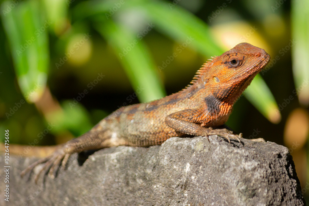 Close up of the oriental garden lizard (Calotes versicolor) or called the oriental garden lizard on the rock
Close up of the oriental garden lizard (Calotes versicolor) or called the oriental garden lizard on the rock