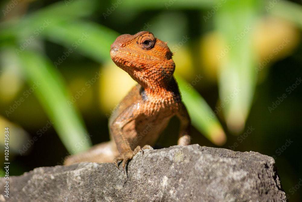 Close up of the oriental garden lizard (Calotes versicolor) or called the oriental garden lizard on the rock
Close up of the oriental garden lizard (Calotes versicolor) or called the oriental garden lizard on the rock