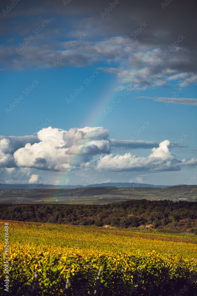 Regenbogen über den Weinbergen von Siefersheim, Oktober 2024