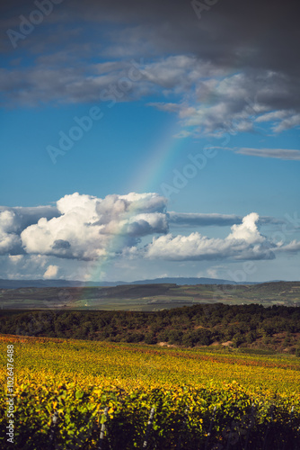 Obraz na płótnie Regenbogen über den Weinbergen von Siefersheim, Oktober 2024 w salonie