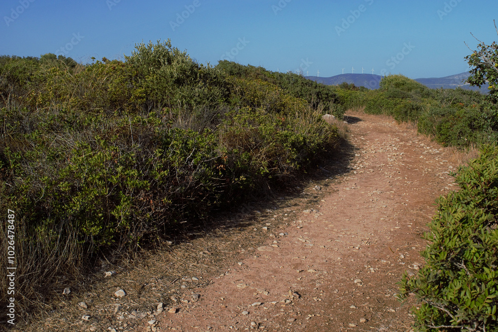 Dirt country road and maquis. Dirt country road and maquis.