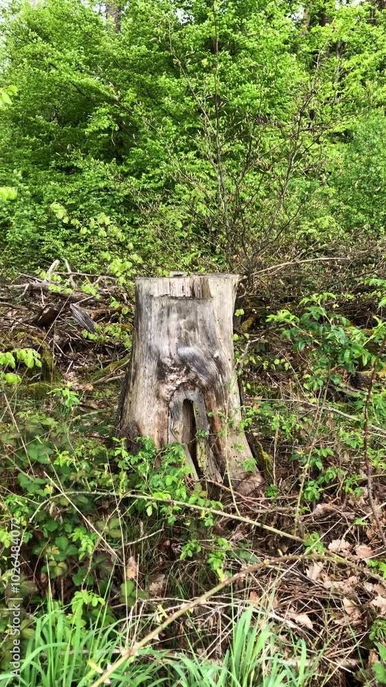 Old tree stump in the forest, green foliage leaves and bushes, natural wilderness vertical video Old tree stump in the forest, green foliage leaves and bushes, natural wilderness vertical video