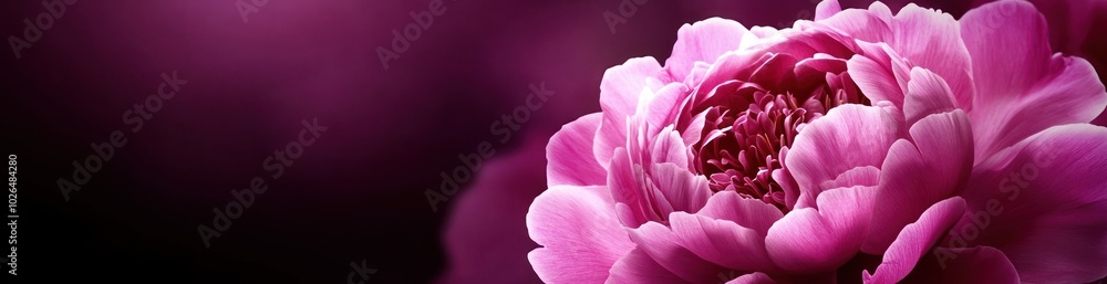 A close-up of a vibrant pink flower against a soft purple background. A close-up of a vibrant pink flower against a soft purple background.