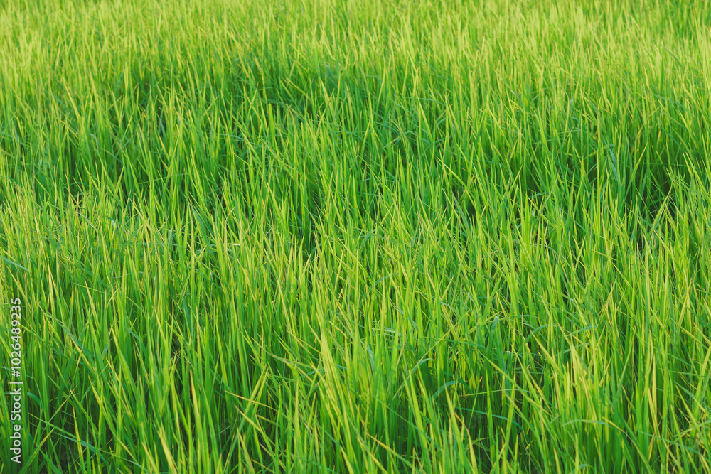 Rice fields, young green rice plants Rice fields, young green rice plants