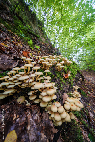 Discover the enchanting and vibrant display of mushrooms and moss within a lush forest environment, Hypholoma fasciculare