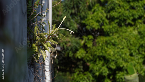 Green plants growing on a concrete wall. Nature's resilience against the built environment