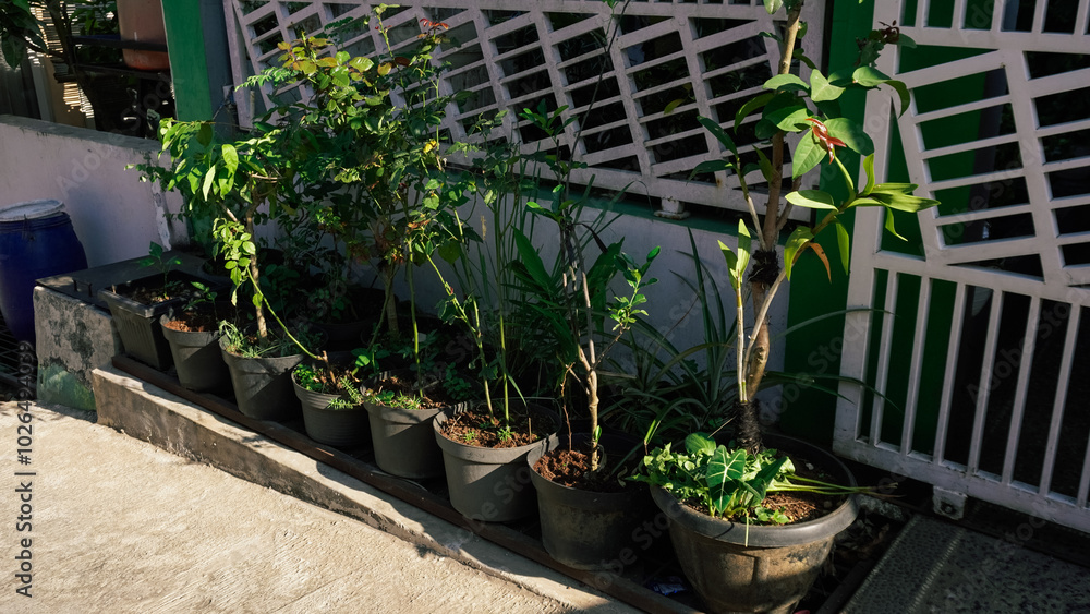 Row of potted plants neatly arranged on the front yard. Urban gardening with diverse greenery in the sunlight Row of potted plants neatly arranged on the front yard. Urban gardening with diverse greenery in the sunlight