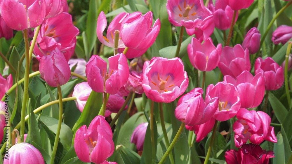 Fototapeta premium Blooming pink tulips in vibrant garden on sunny day. Floral Beauty and Nature.
