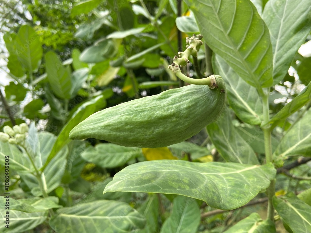 Obraz premium Giant Indian Milkweed seeds in the park.