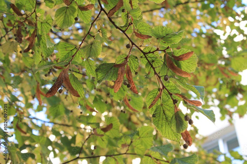 Leaves Leaves