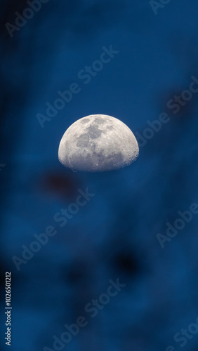 Lua no Céu Noturno com Silhueta de Galhos photo