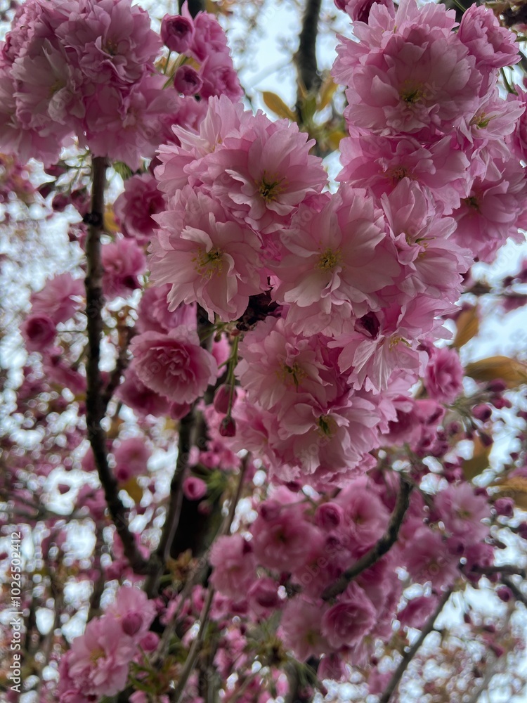 Fototapeta premium pink cherry blossom