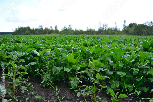 a field of green beetroot with a line of trees in the background 