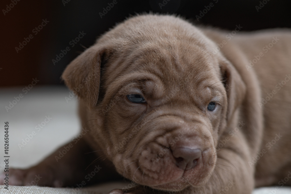 Little American Pit Bull Terrier puppy in the studio. Little American Pit Bull Terrier puppy in the studio.