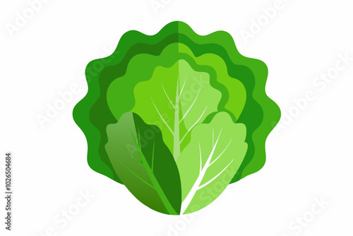 Lettuce Lactuca sativa creative vector design