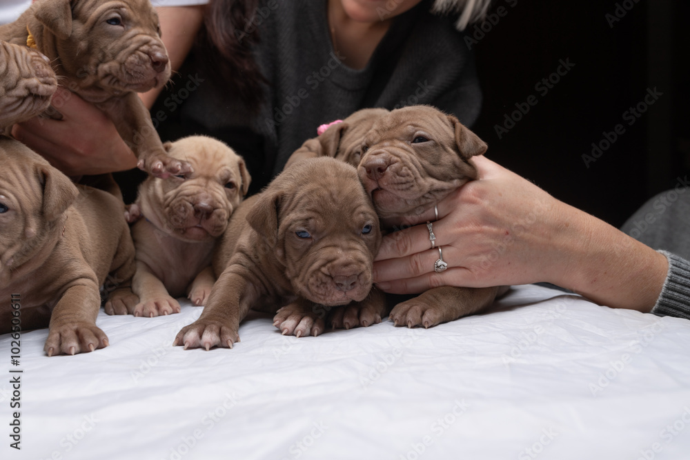 Little American Pit Bull Terrier puppy in the studio. Little American Pit Bull Terrier puppy in the studio.