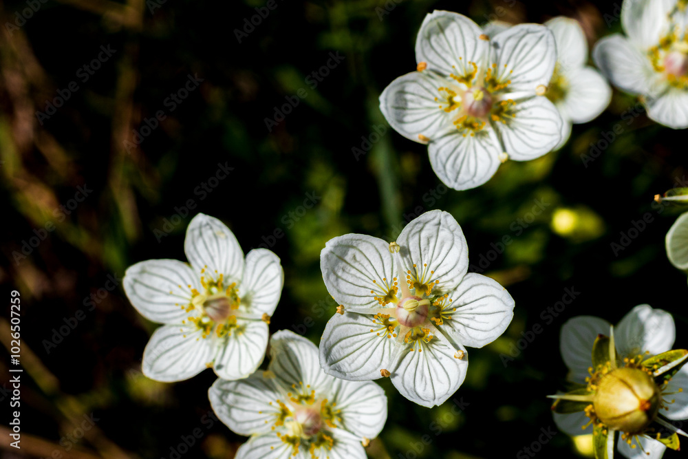 Close up of grass of Parnassus flowers (Parnassia palustris)
Close up of grass of Parnassus flowers (Parnassia palustris)