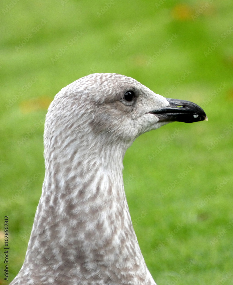 Seagull in Warnemünde ( Seagull in Warnemünde (