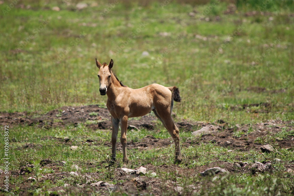 Baby Colt Baby Colt