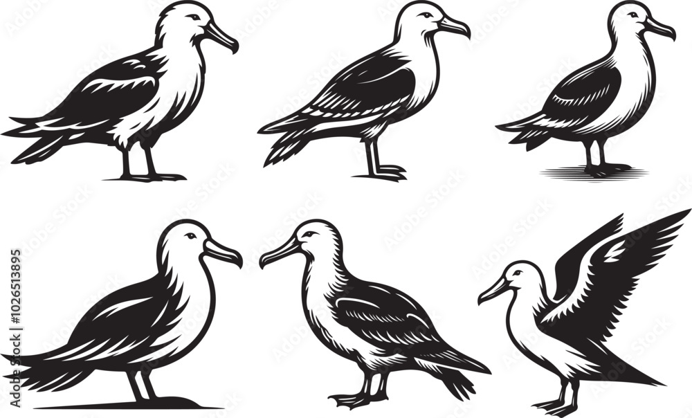 Seabird vector illustration design Seabird vector illustration design